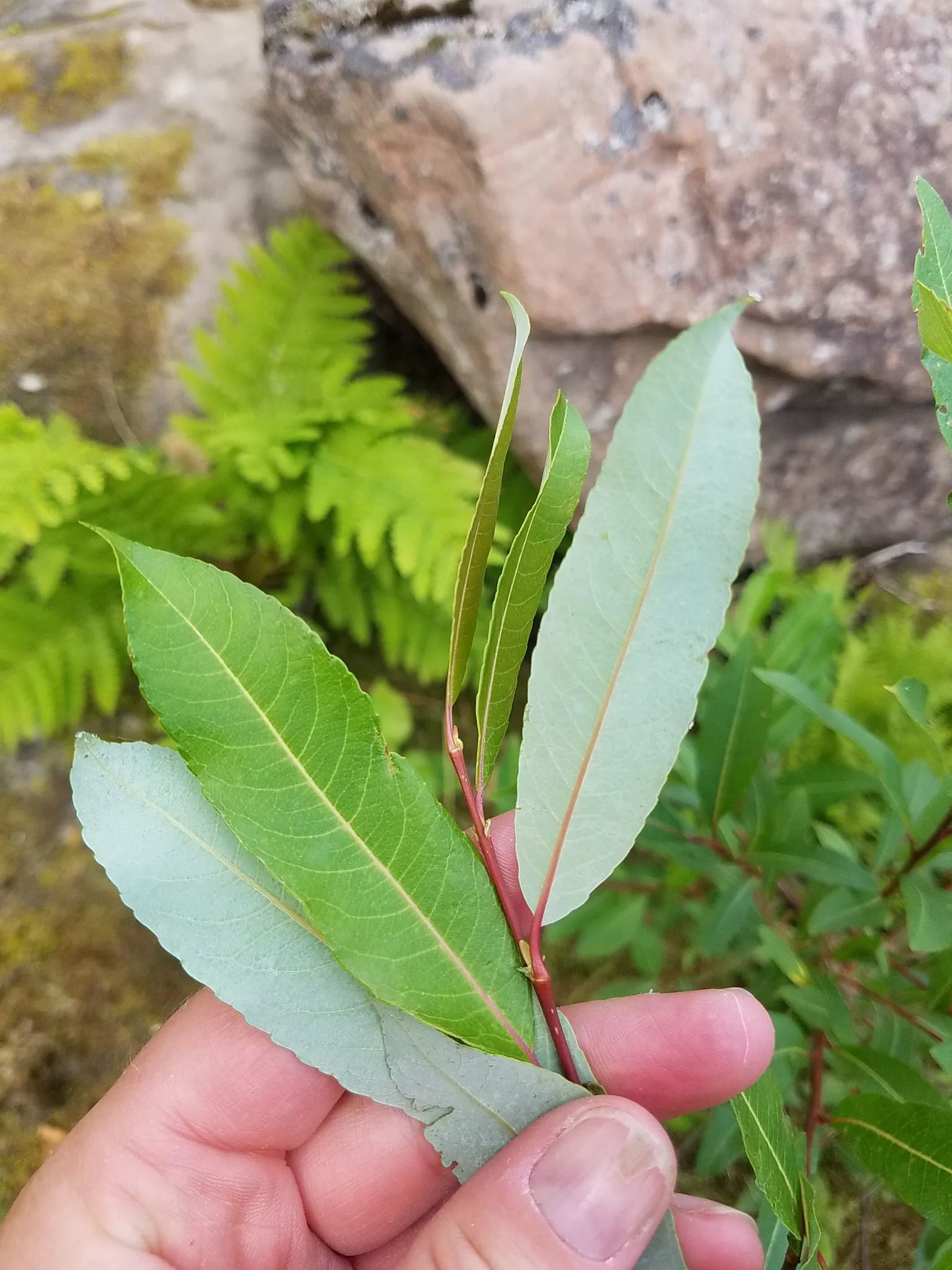 Bayberry (Myrica Pensylvanica) — While the Bayberry is drought-tolerant once established; along with its aromatic and environmental benefits, image 113