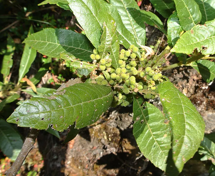 Bayberry (Myrica Pensylvanica) — In late spring to early summer; plant Myrica pensylvanica in full sun to partial shade, image 61