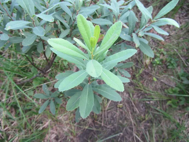 Bayberry (Myrica Pensylvanica) — shrub with green and yellow blooms; inconspicuous flowers give way to clusters of waxy berries that persist, image 71