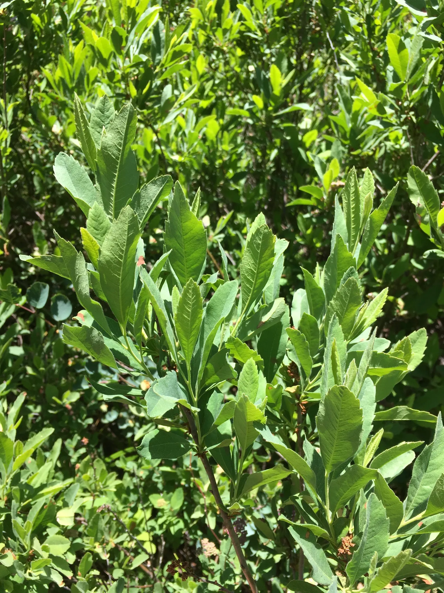 Bayberry (Myrica Pensylvanica) — The berries are a favorite among wildlife and can be used to make bayberry candles