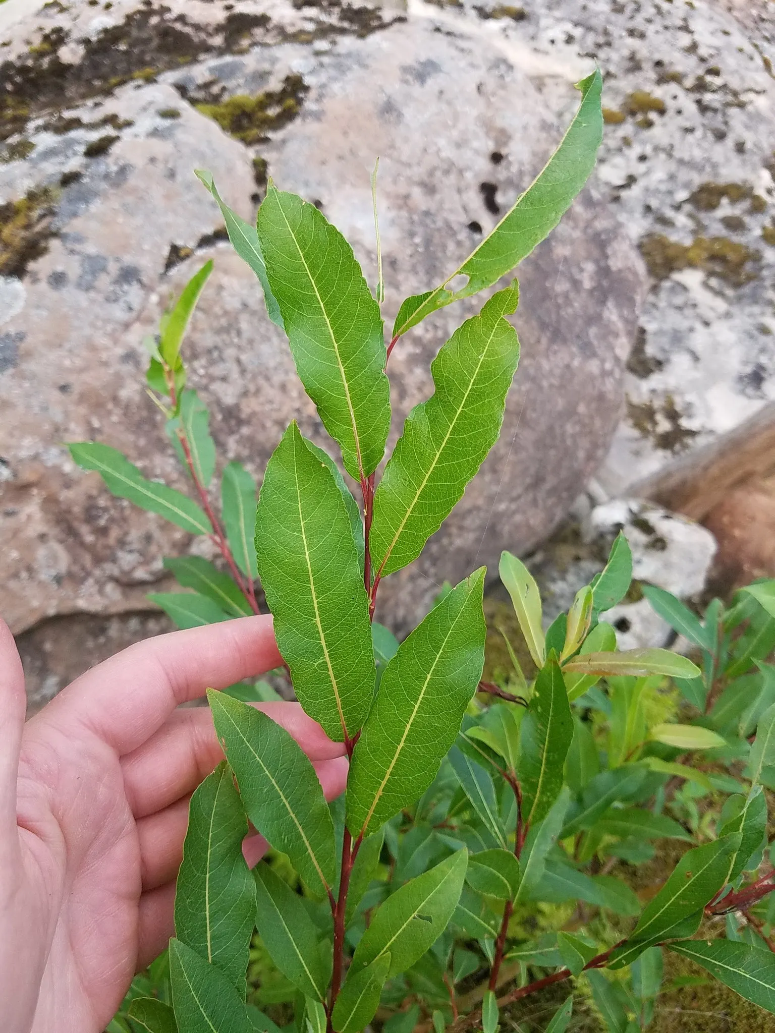 Bayberry (Myrica Pensylvanica) — The Bayberry's resilience