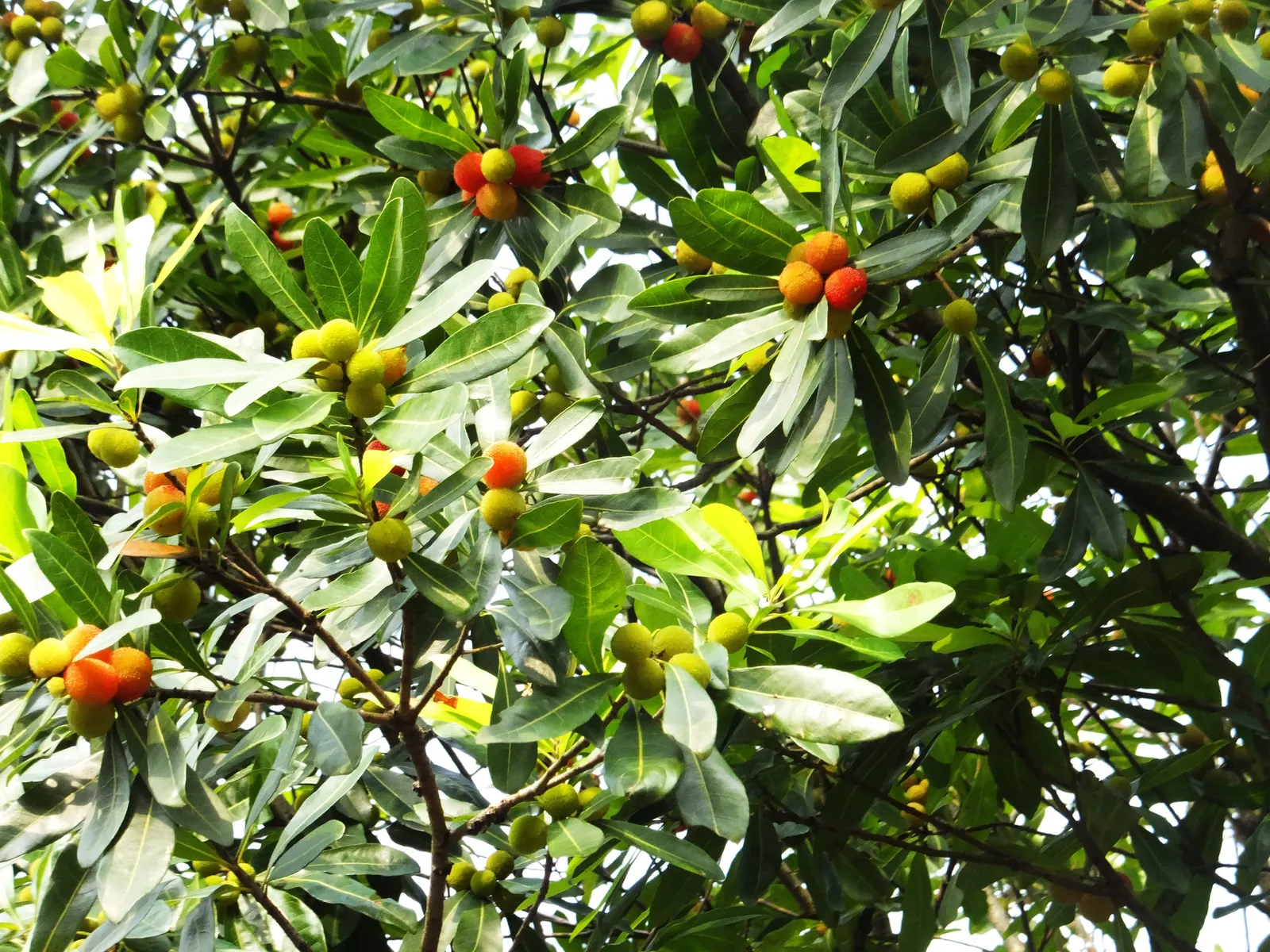 Bayberry (Myrica Pensylvanica) — Bayberry can adapt to a range of soil types but prefers well-drained; scientifically named Myrica pensylvanica, image 104