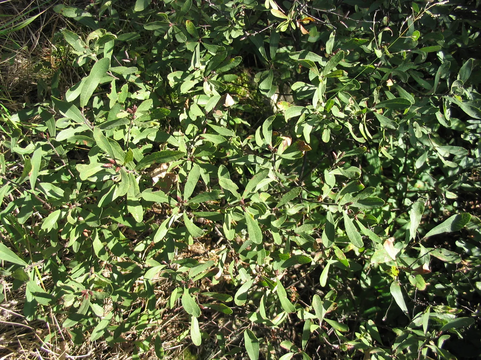 Bayberry (Myrica Pensylvanica) — shrub for full or half; makes it an exceptional addition to any landscape design, image 96
