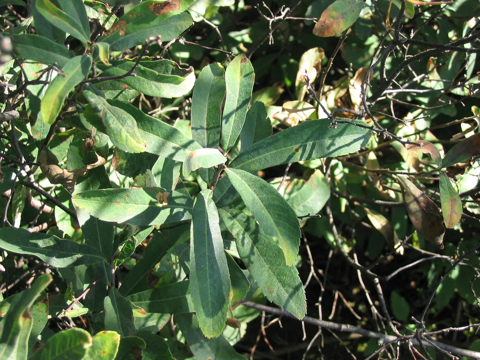 Bayberry (Myrica Pensylvanica) — providing visual interest and a food source for local bird species.<br><br>For optimal growth