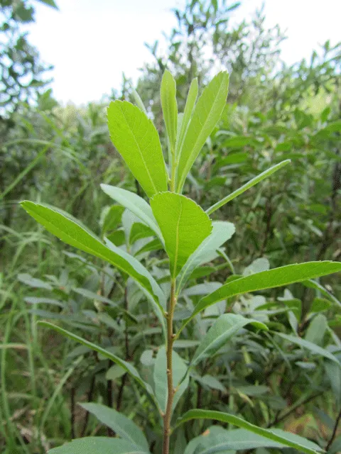 Bayberry (Myrica Pensylvanica) — it thrives in USDA plant hardiness zones 3 through 6