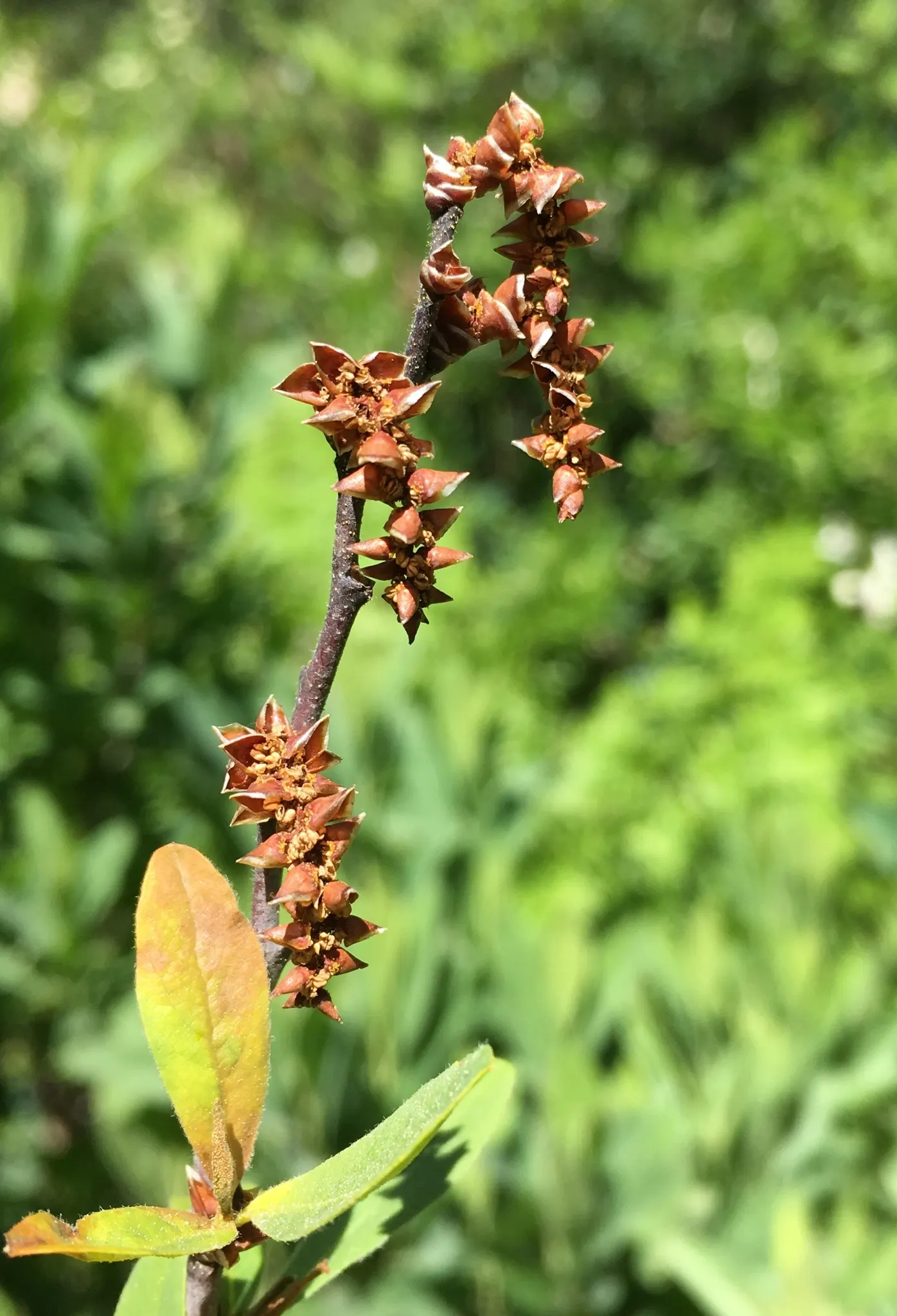 Bayberry (Myrica Pensylvanica) — regular watering during its initial growing season will ensure a strong and healthy root system; tolerant of sandy, image 90