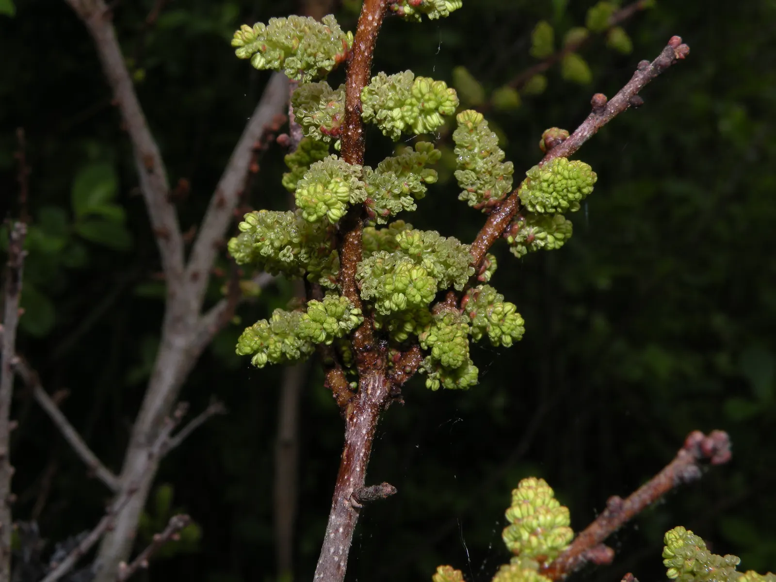 Bayberry (Myrica Pensylvanica) — this deciduous shrub presents a dense; the Bayberry's resilience, image 58
