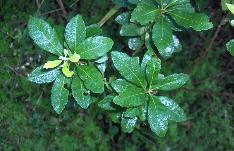 Bayberry (Myrica Pensylvanica) — inconspicuous flowers give way to clusters of waxy berries that persist through winter; shrub with green and yellow blooms