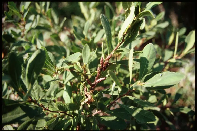 Bayberry (Myrica Pensylvanica) — it thrives in USDA plant hardiness zones 3 through 6; green and yellow flowers in the garden