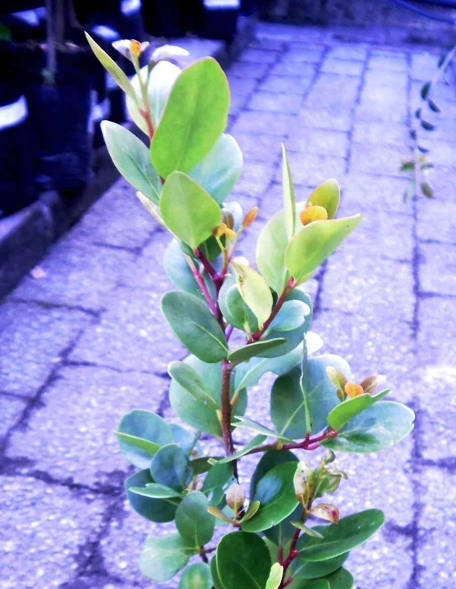 Bayberry (Myrica Pensylvanica) — Tolerant of sandy and poor soils, Bayberry is often used for naturalizing in coastal landscapes; regular watering, image 51