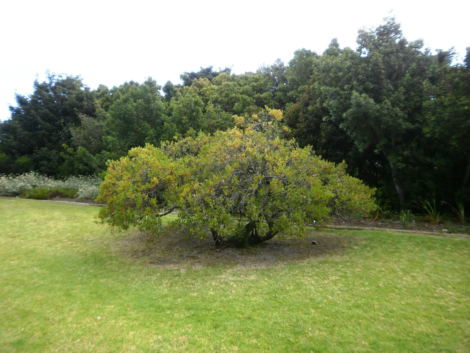 Bayberry (Myrica Pensylvanica) — it thrives in USDA plant hardiness zones 3 through 6; green and yellow flowers in the garden, image 79
