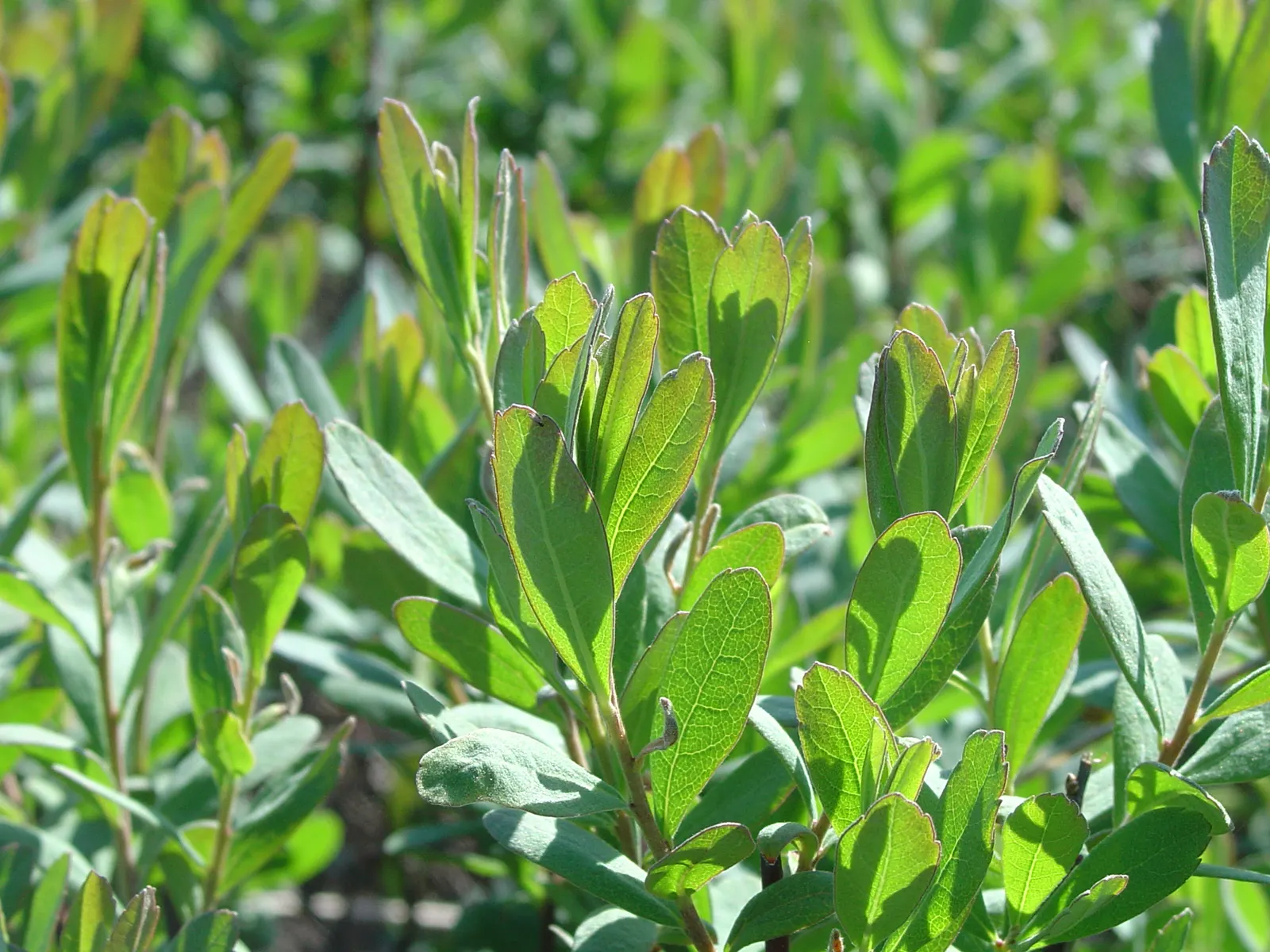 Bayberry (Myrica Pensylvanica) — The Bayberry's resilience; this deciduous shrub presents a dense, image 67