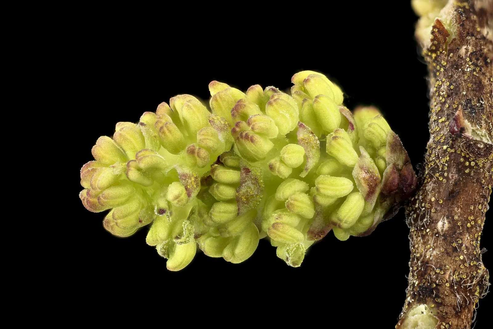 Bayberry (Myrica Pensylvanica) — inconspicuous flowers give way to clusters of waxy berries that persist through winter