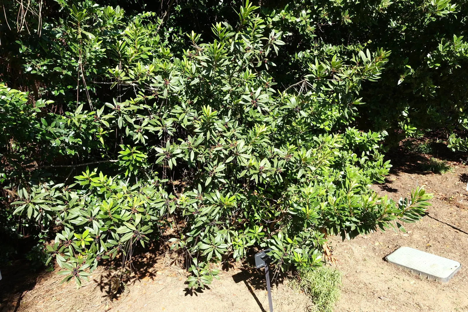Bayberry (Myrica Pensylvanica) — While the Bayberry is drought-tolerant once established; along with its aromatic and environmental benefits, image 89