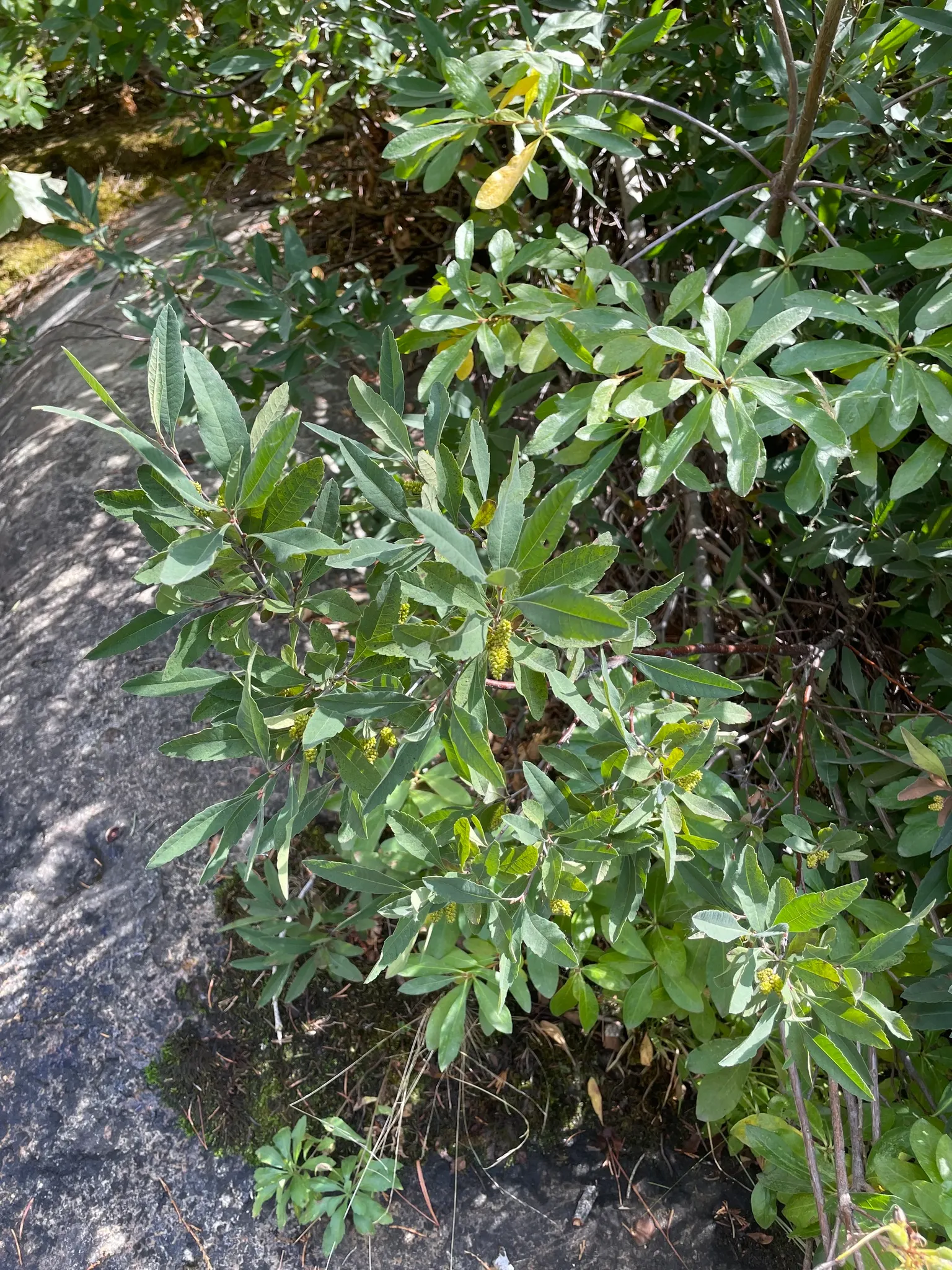 Bayberry (Myrica Pensylvanica) — Distinguished by its aromatic foliage and grayish-white berries; providing visual interest and a food source for local bird