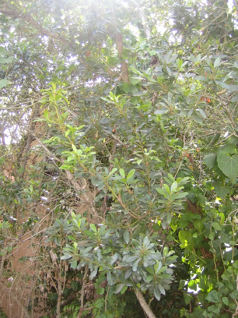 Bayberry (Myrica Pensylvanica) — The leaves are a lustrous dark green, which transition to a lovely yellow-green shade in the fall; sandy soils; it, image 84