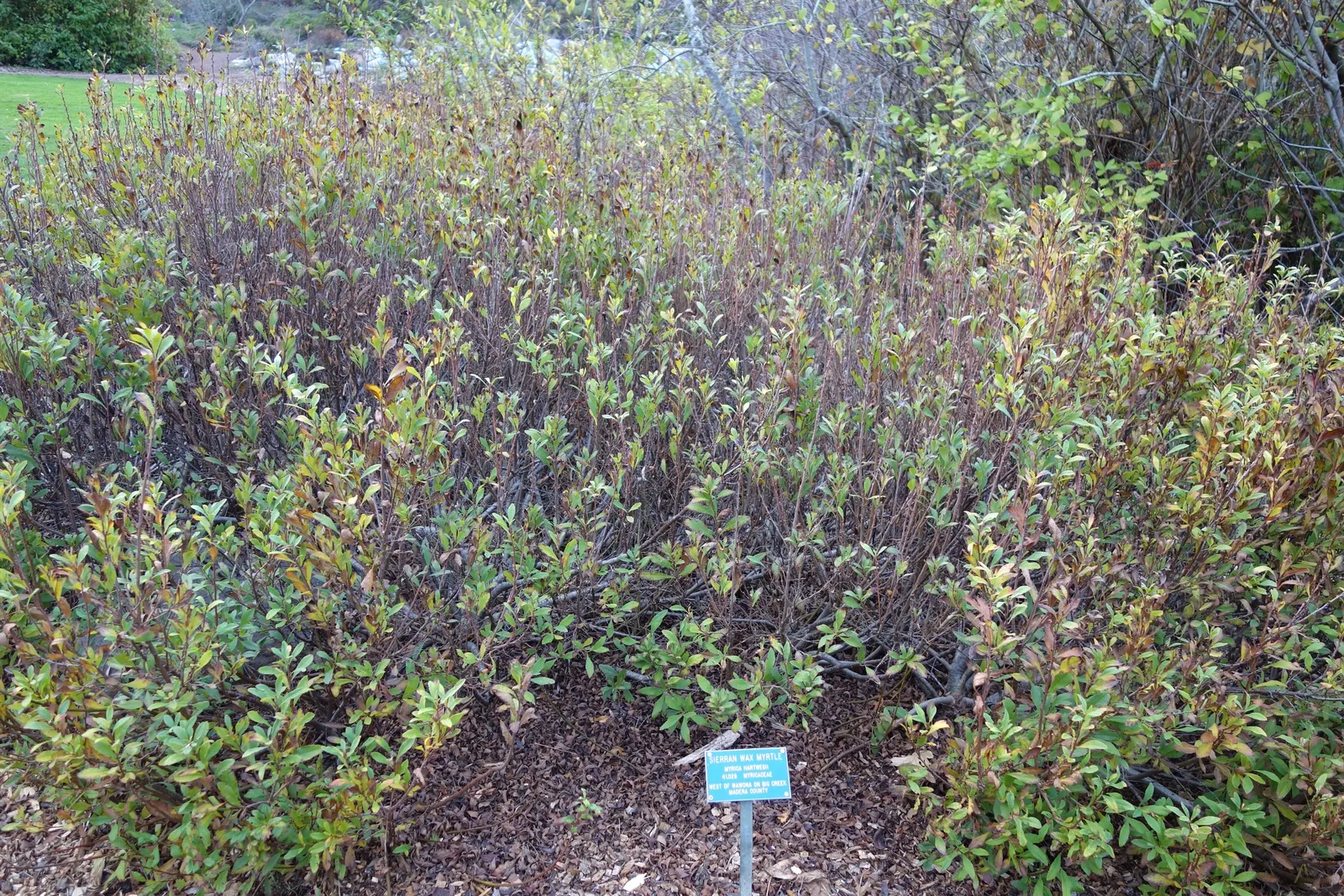 Bayberry (Myrica Pensylvanica) — The Bayberry's resilience; this deciduous shrub presents a dense, image 91