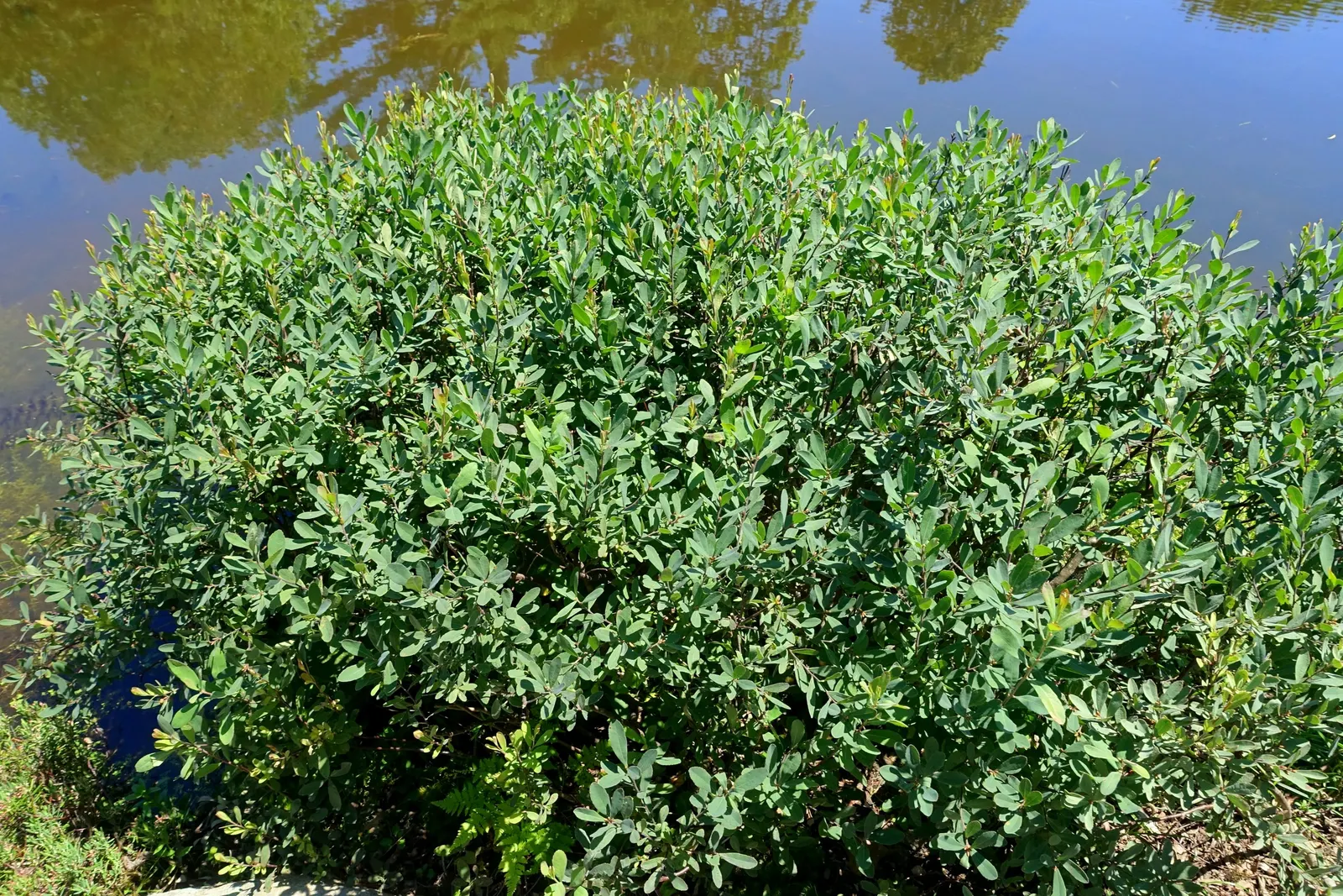 Bayberry (Myrica Pensylvanica) — In late spring to early summer; plant Myrica pensylvanica in full sun to partial shade, image 109