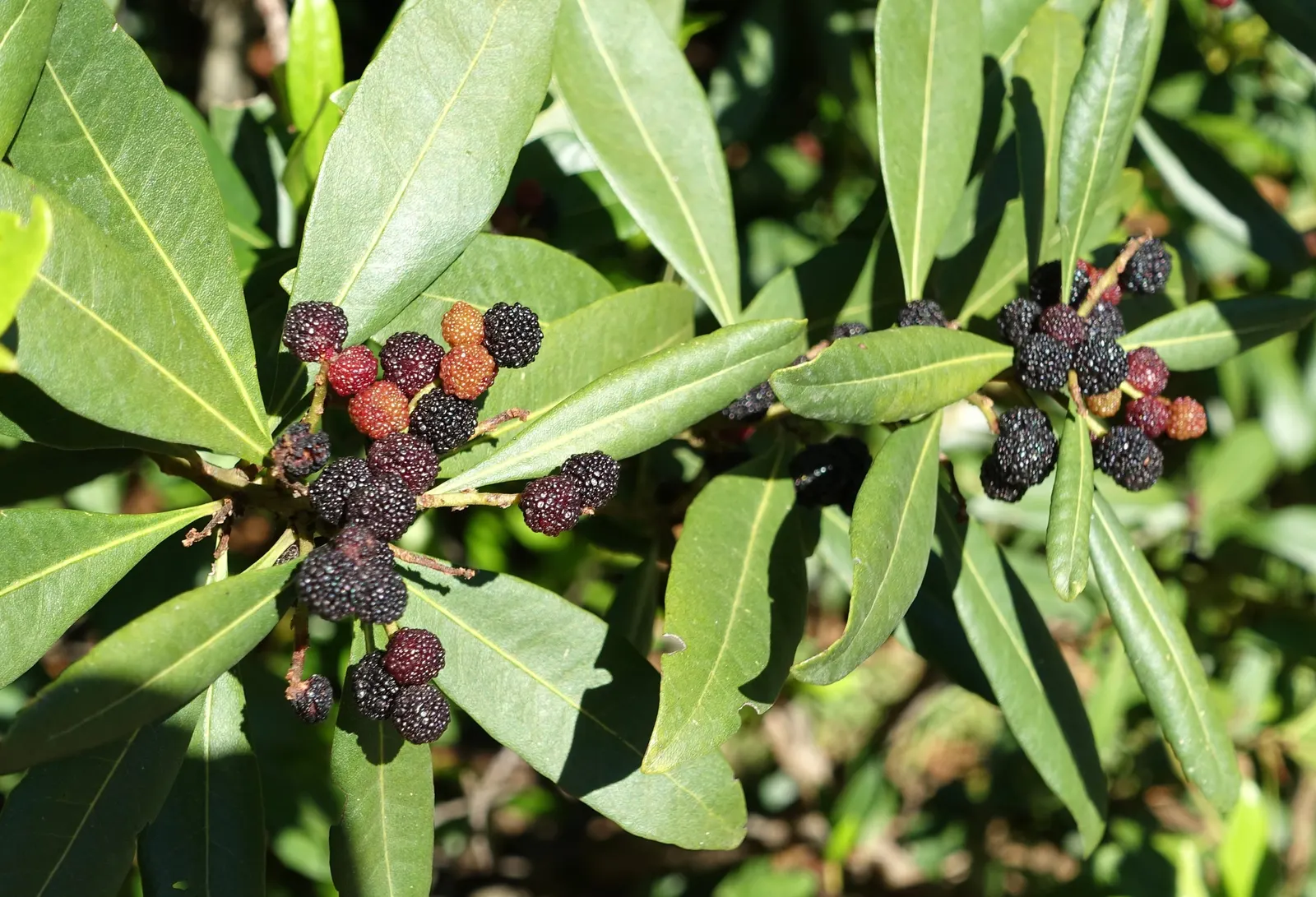 Bayberry (Myrica Pensylvanica) — shrub for full or half; makes it an exceptional addition to any landscape design