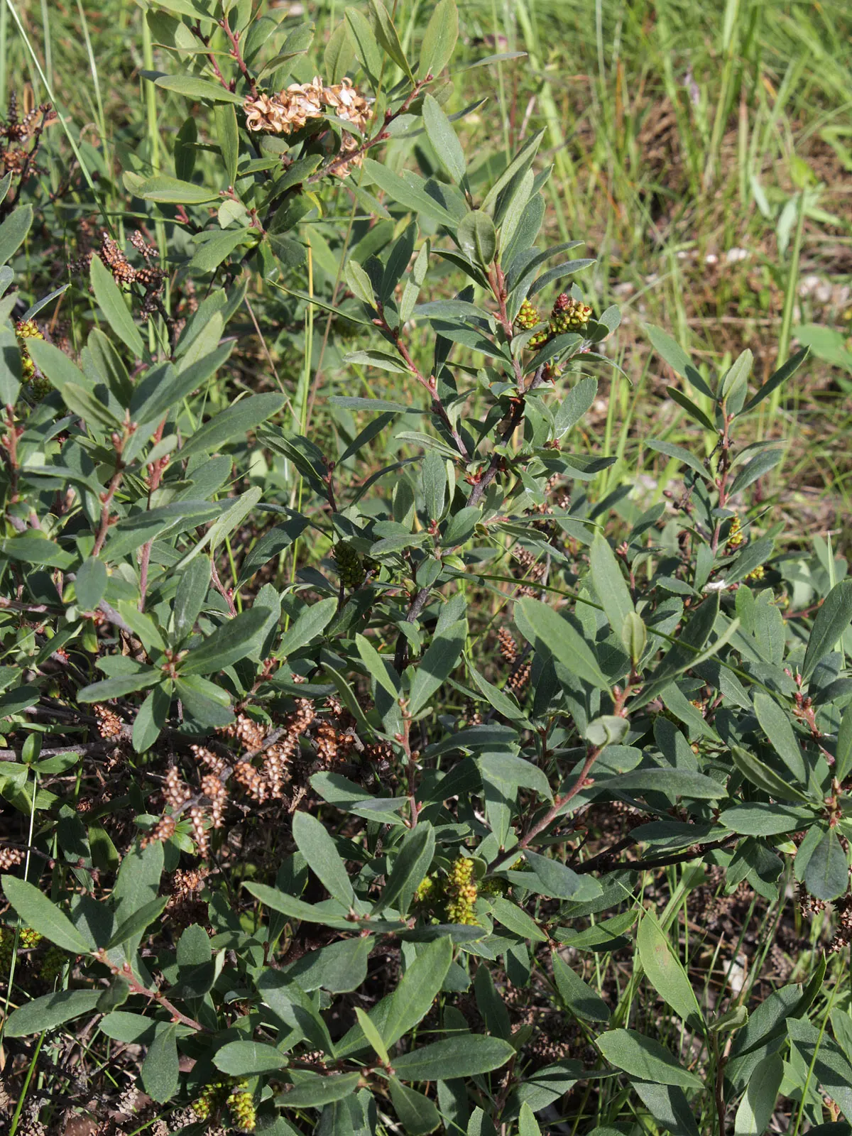 Bayberry (Myrica Pensylvanica) — While the Bayberry is drought-tolerant once established