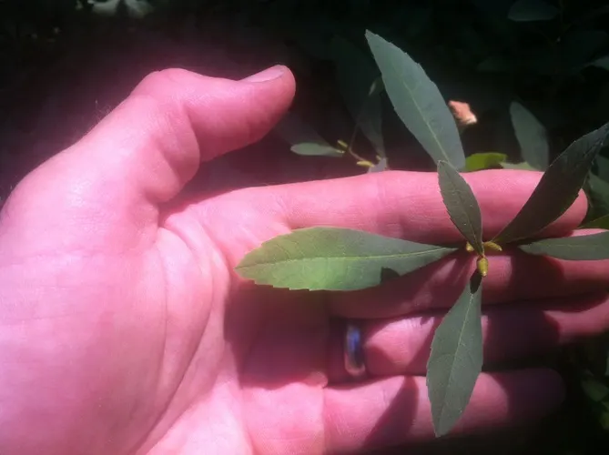 Bayberry (Myrica Pensylvanica) — green and yellow flowers in the garden