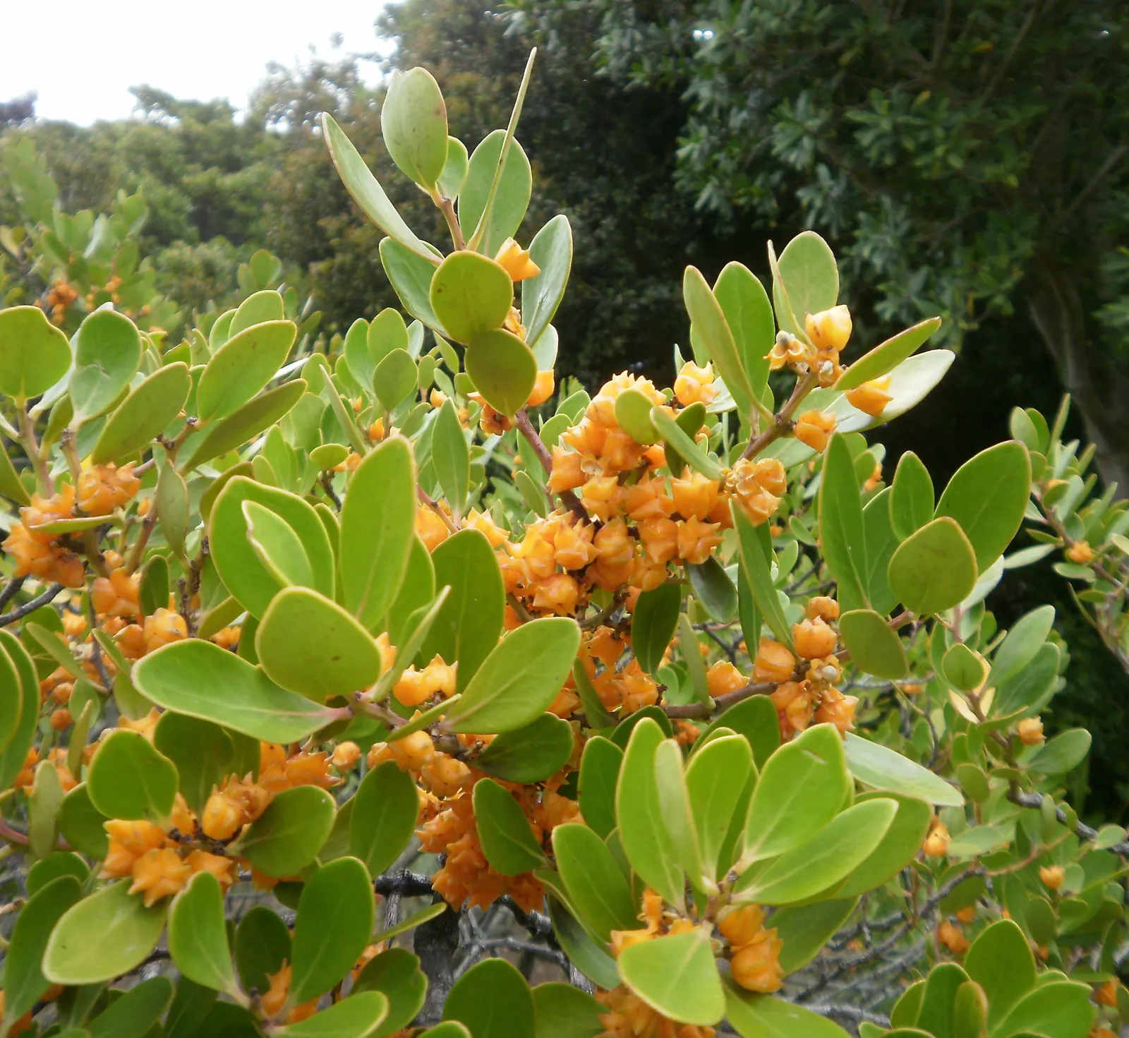 Bayberry (Myrica Pensylvanica) — scientifically named Myrica pensylvanica; bayberry can adapt to a range of soil types but prefers well-drained, image 101