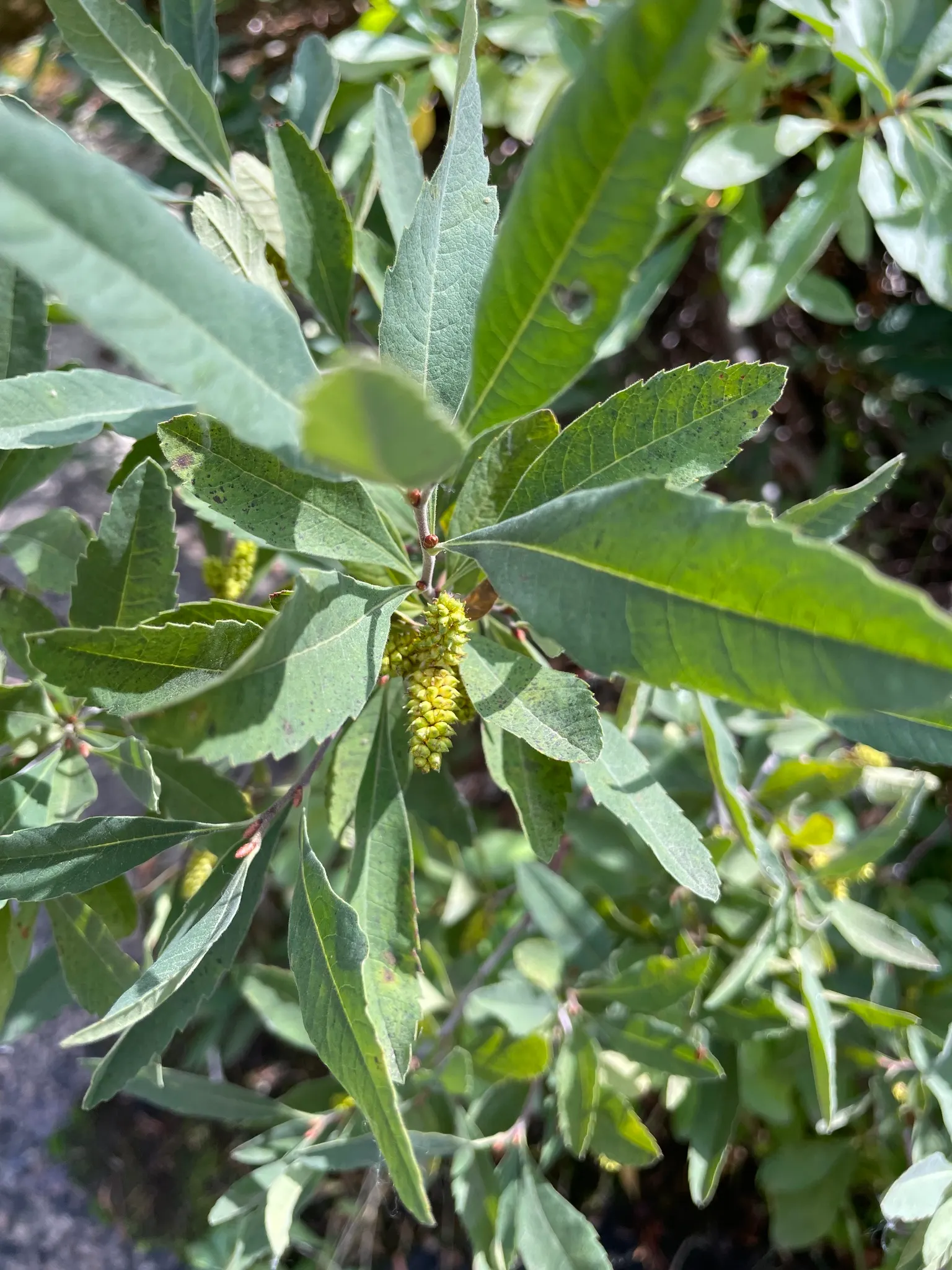Bayberry (Myrica Pensylvanica) — scientifically named Myrica pensylvanica