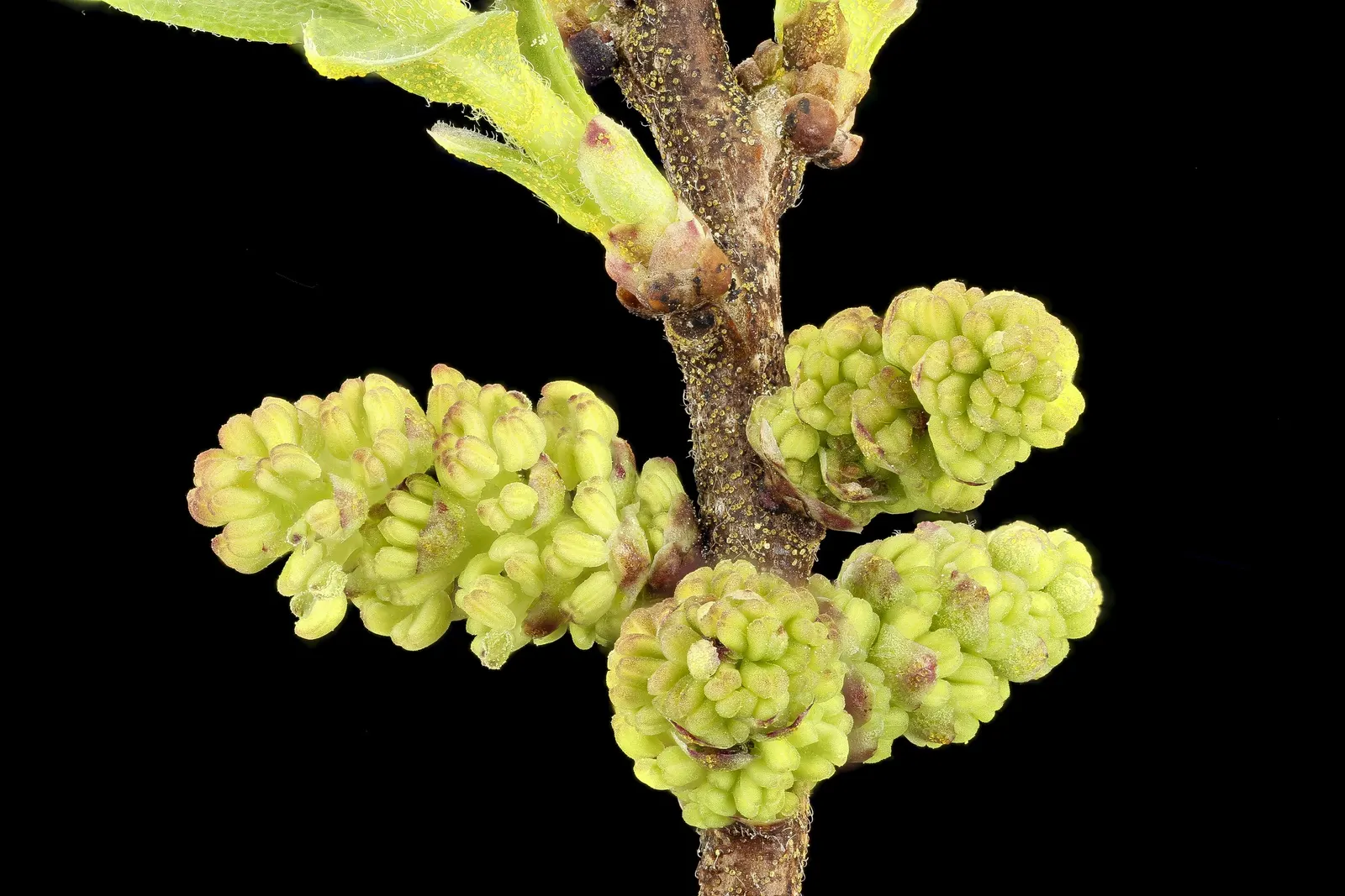 Bayberry (Myrica Pensylvanica) — It reaches about 6-10 feet in height and spread, thriving in full sun to partial shade; rounded silhouette that, image 98