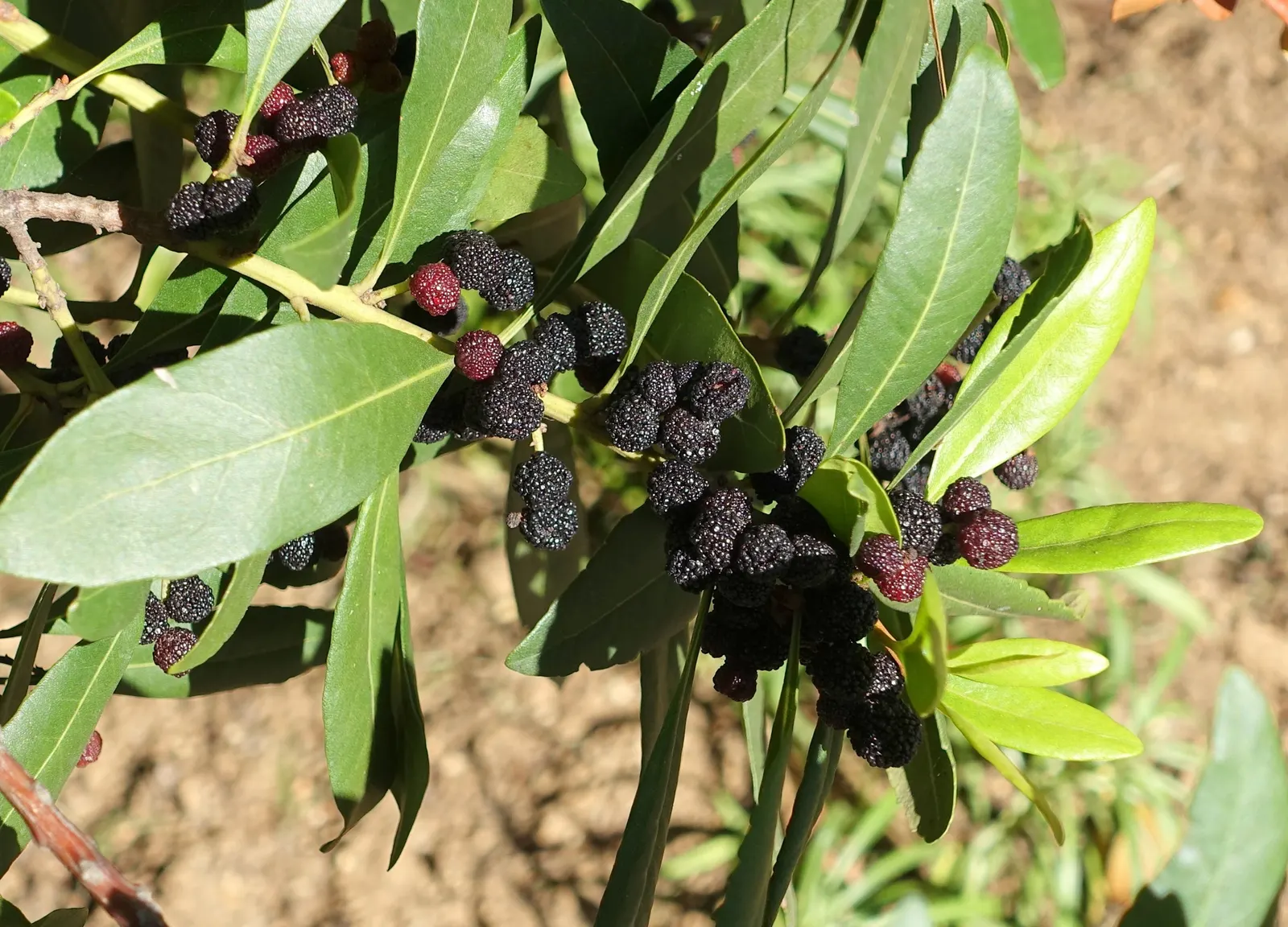 Bayberry (Myrica Pensylvanica) — shrub for full or half; makes it an exceptional addition to any landscape design, image 72