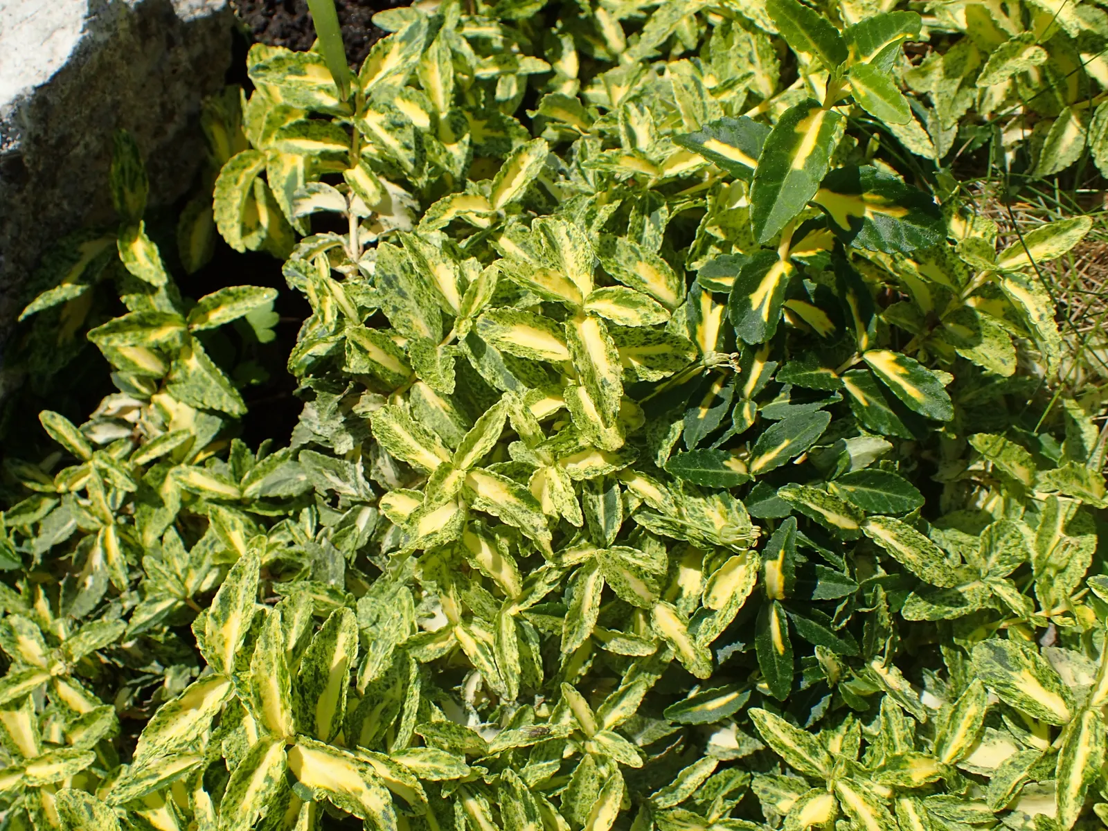 Harlequin Euonymus (Euonymus Fortunei 'Harlequin') — growing up to 2-3 feet tall and wide