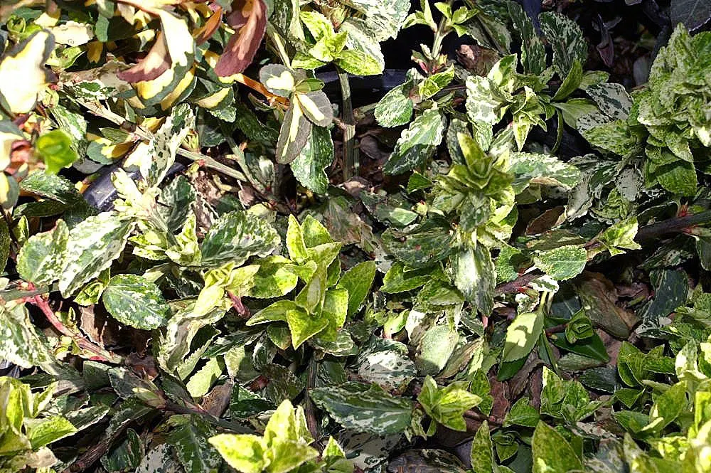 Harlequin Euonymus (Euonymus Fortunei 'Harlequin') — variegated leaves speckled with white