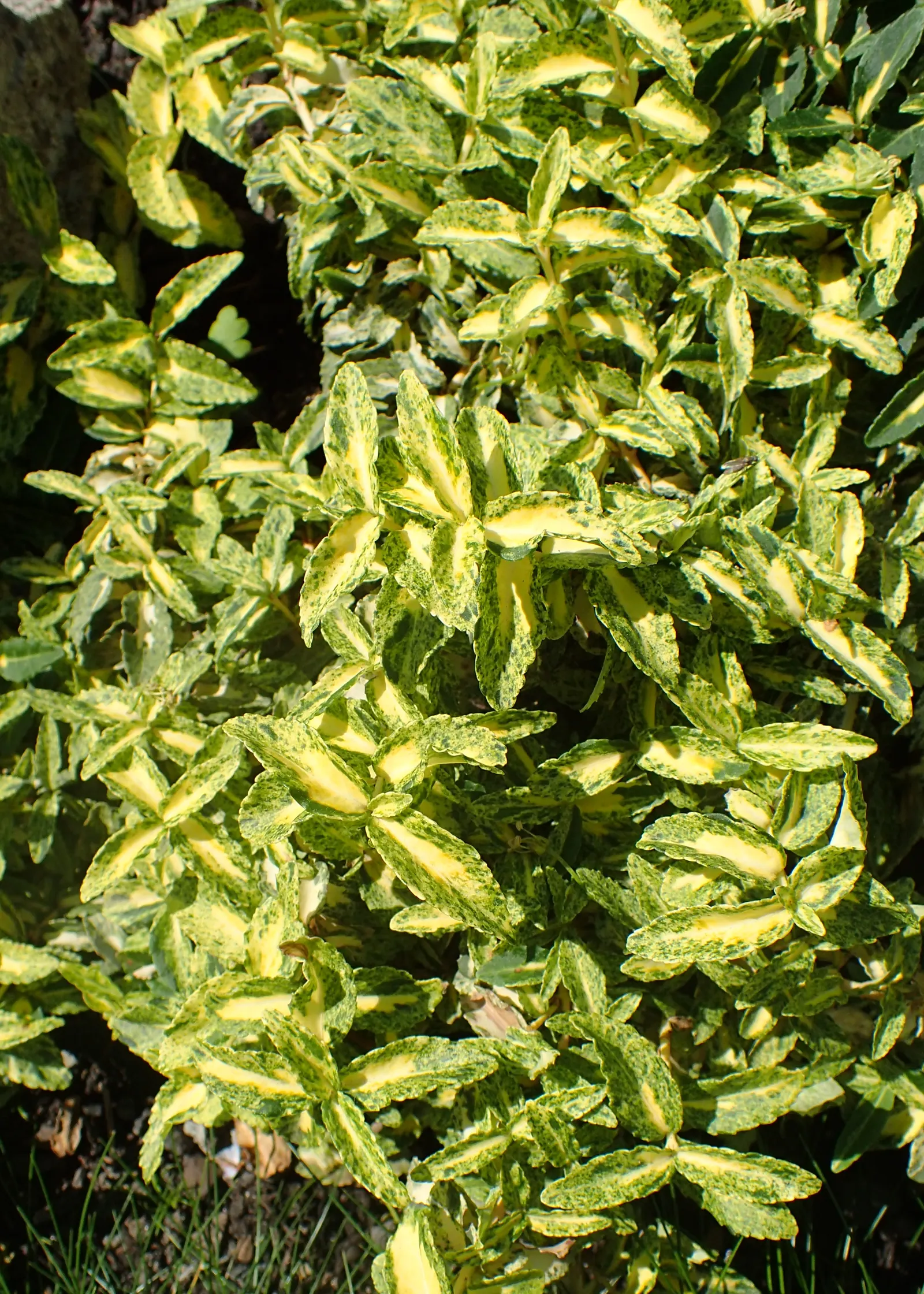 Harlequin Euonymus (Euonymus Fortunei 'Harlequin') — is a striking evergreen shrub with glossy