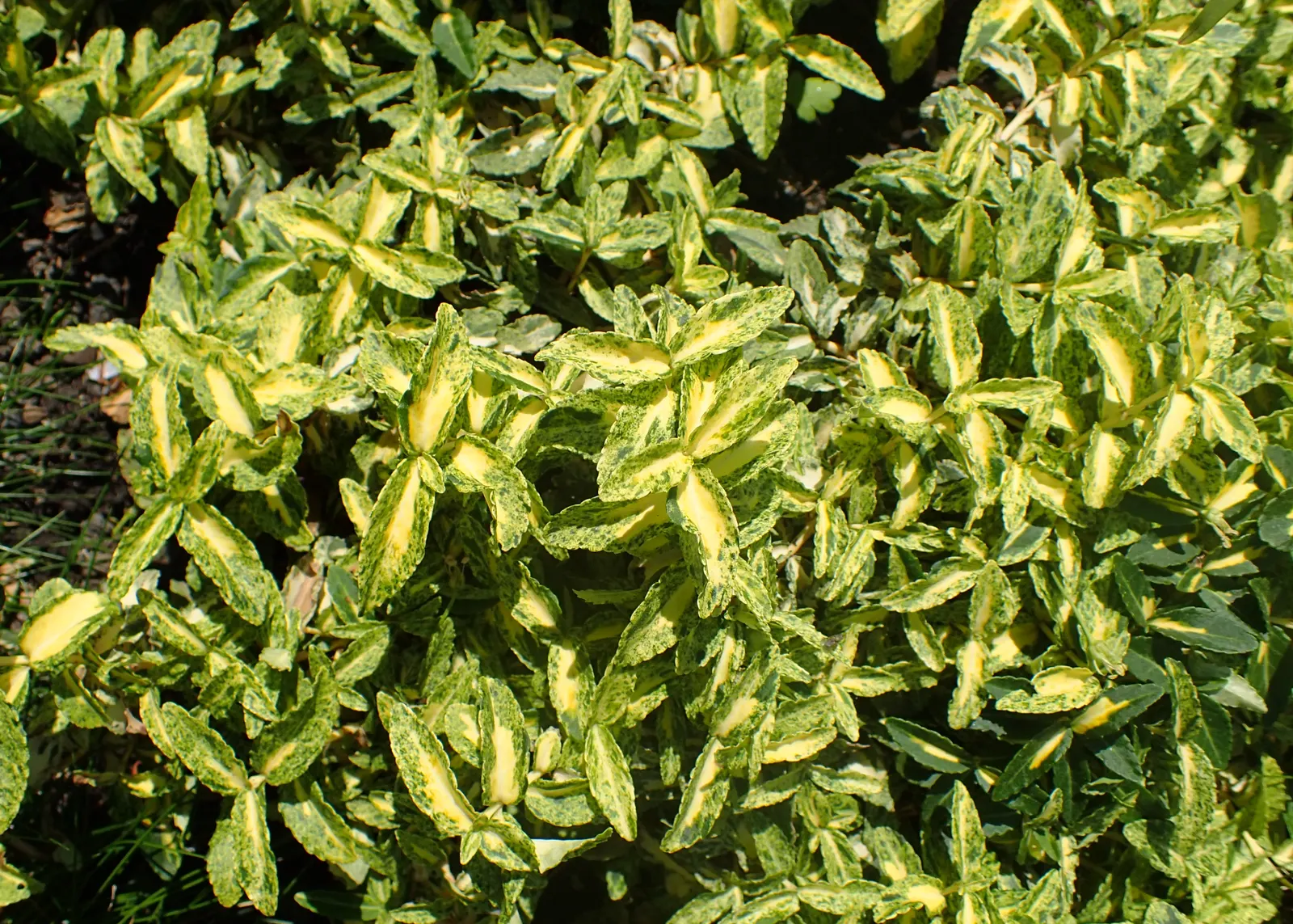 Harlequin Euonymus (Euonymus Fortunei 'Harlequin') — Adaptable to various soils, it thrives in USDA zones 5-9