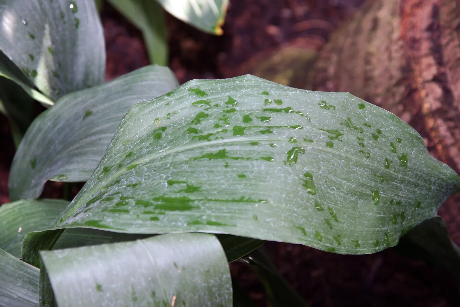 Cast Iron Plant (Aspidistra Elatior) — perennial with purple and white blooms