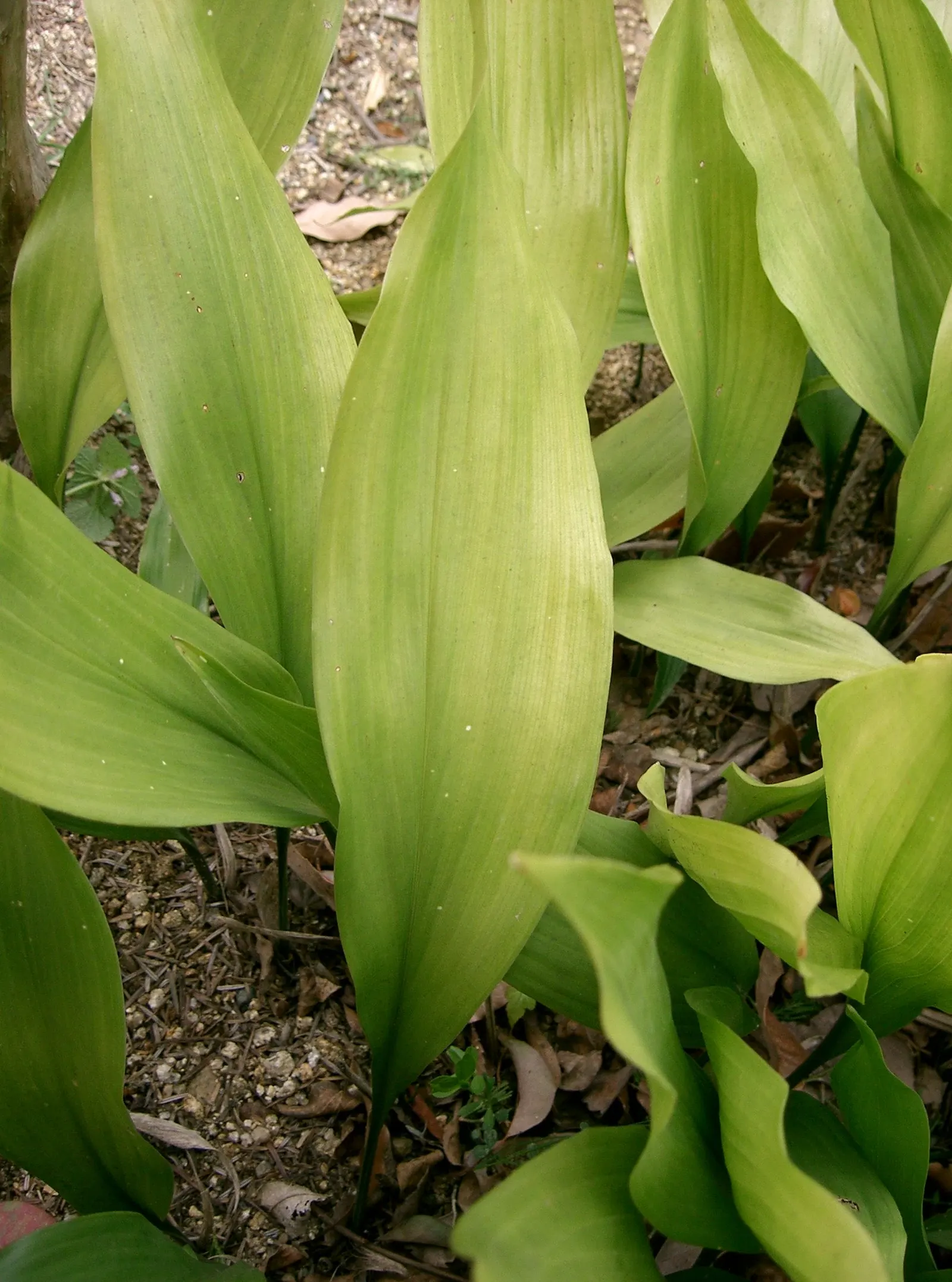 Cast Iron Plant (Aspidistra Elatior) — Aspidistra elatior thrives in USDA zones 7 to 10