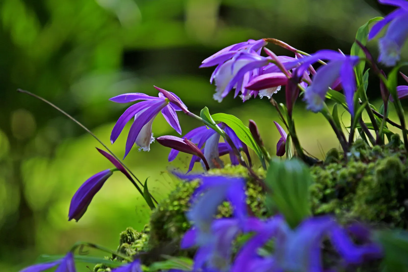 Cast Iron Plant (Aspidistra Elatior) — Minimal maintenance is required; it sustains itself with scant water once established; this slow-growing nature makes it