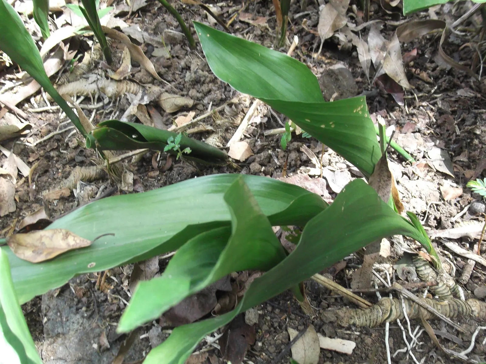Cast Iron Plant (Aspidistra Elatior) — The Cast Iron Plant's dark green foliage contributes a lush; ensuring that it remains a steadfast component of your