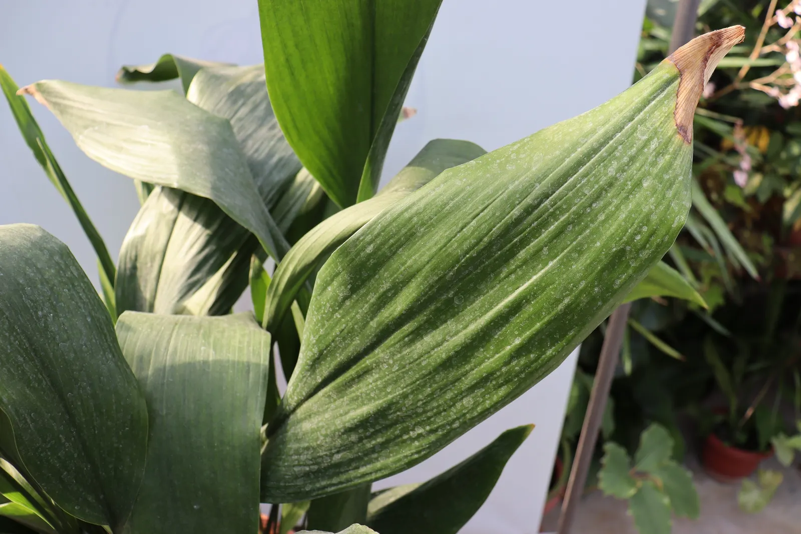 Cast Iron Plant (Aspidistra Elatior) — purple and white flowers in the garden
