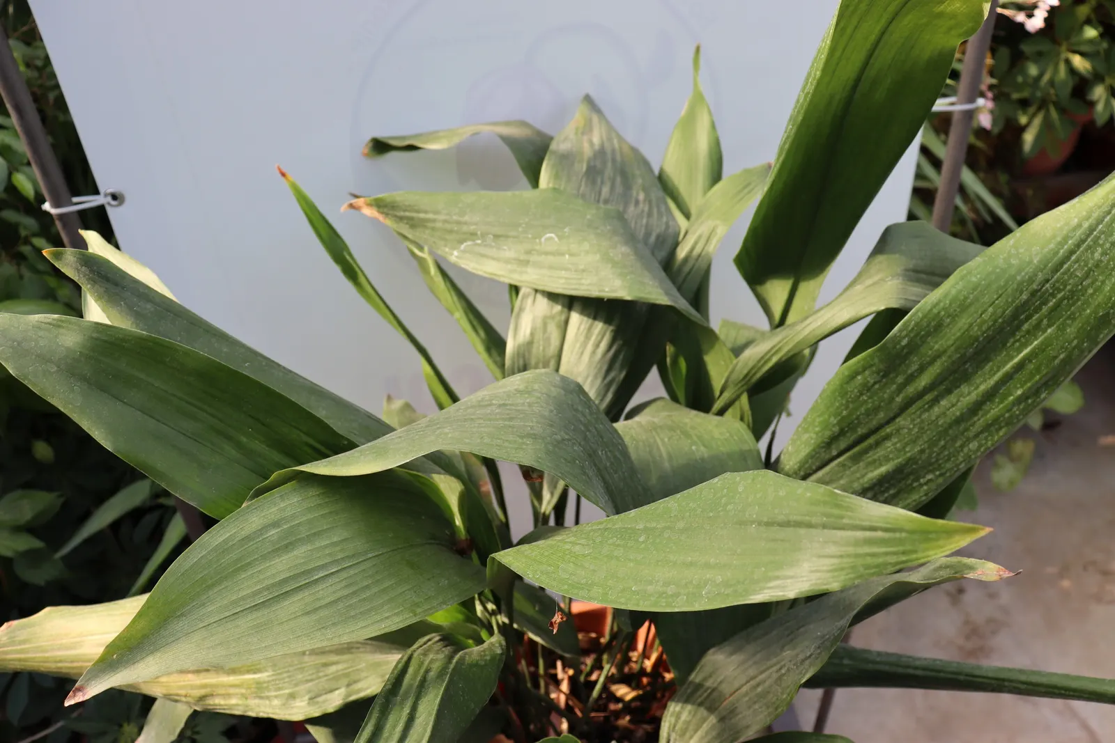 Cast Iron Plant (Aspidistra Elatior) — ensuring that it remains a steadfast component of your client's garden for years to come