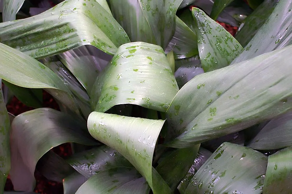 Cast Iron Plant (Aspidistra Elatior) — The Cast Iron Plant (Aspidistra elatior) is revered for its hardiness; its robust nature resists pests