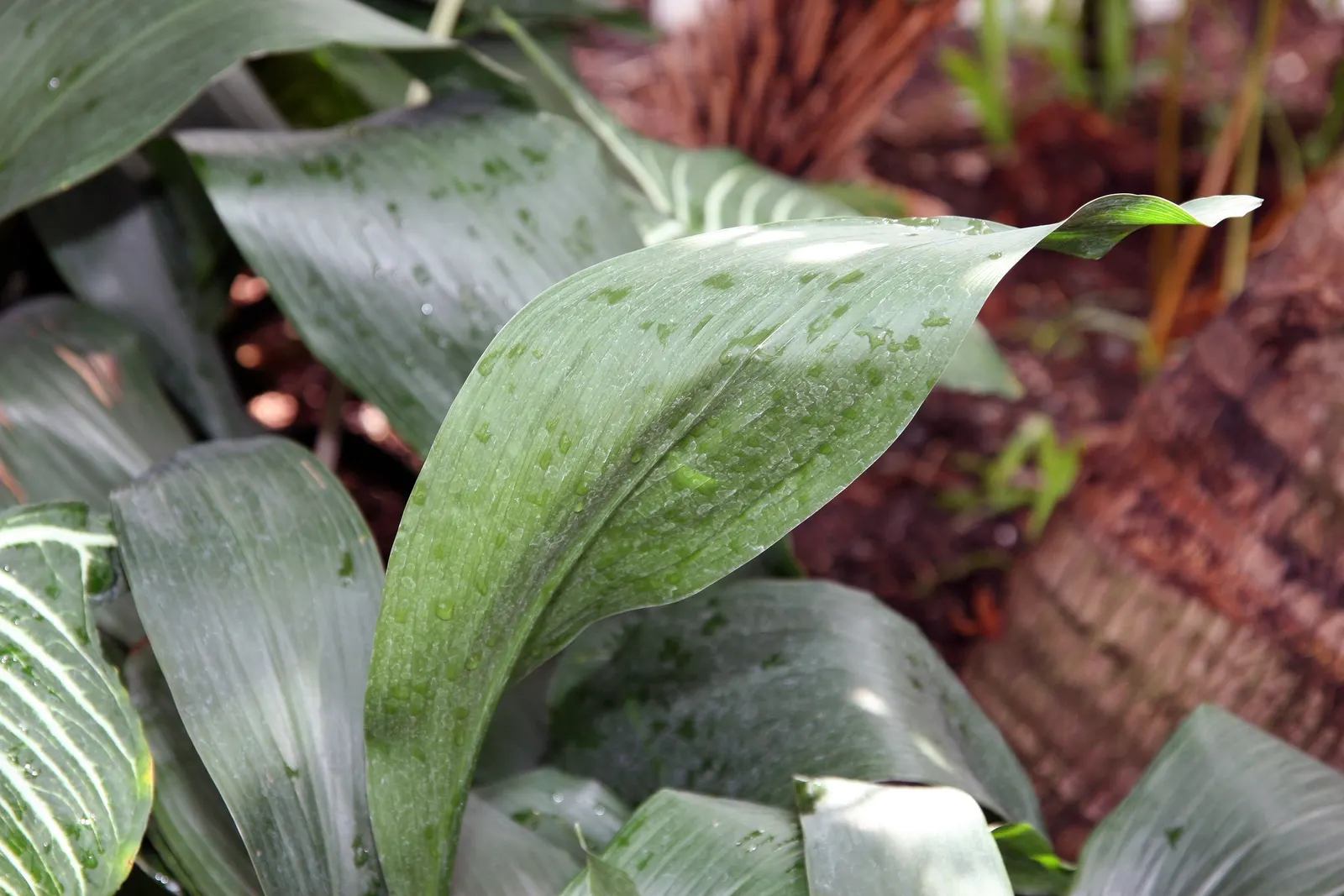 Cast Iron Plant (Aspidistra Elatior) — reaching heights of 18-24 inches and widths of 12-14 inches; this slow-growing nature makes it easy to manage and ideal