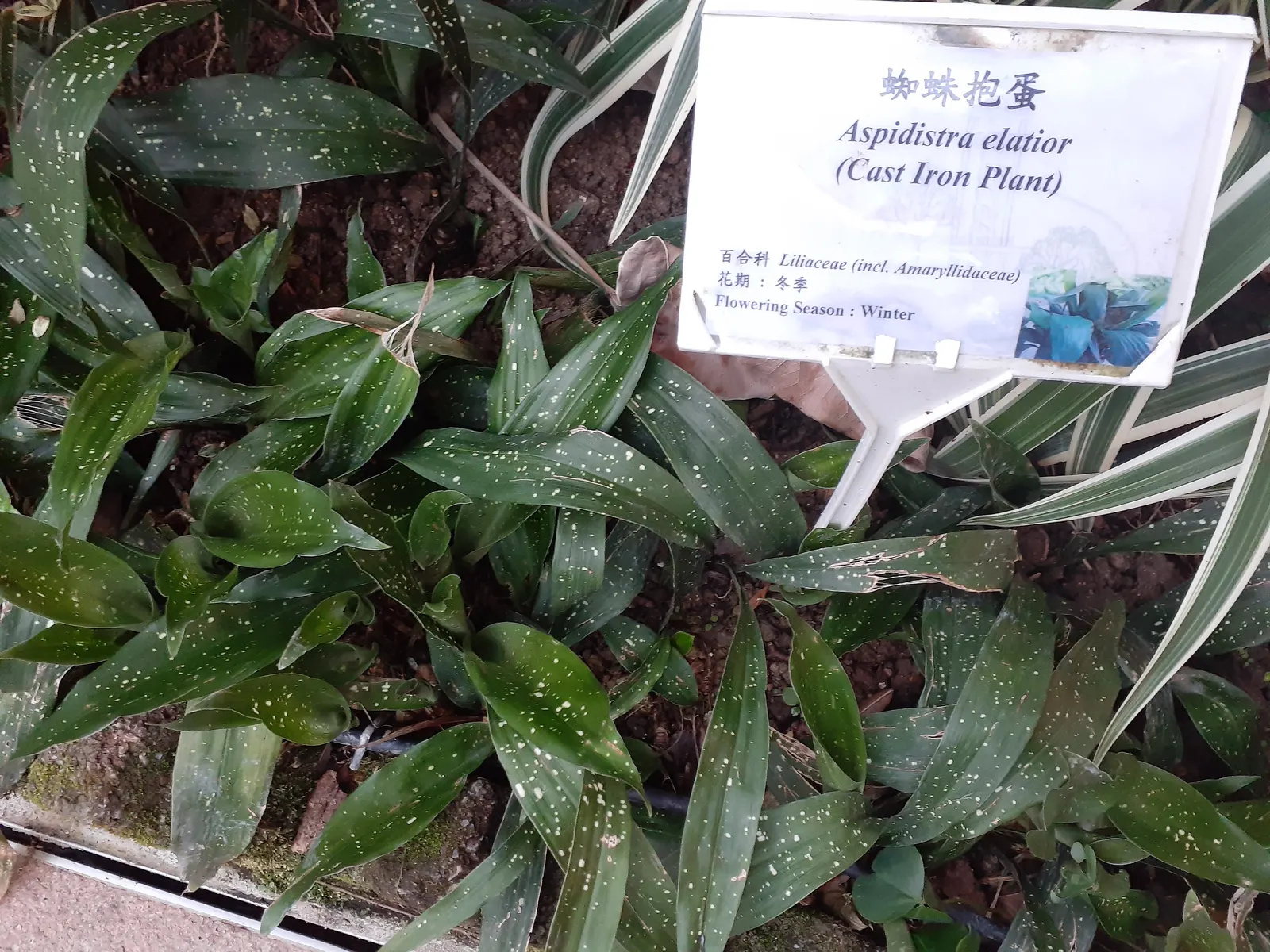Cast Iron Plant (Aspidistra Elatior) — This slow-growing nature makes it easy to manage and ideal for novice gardeners; preferring shade to partial shade