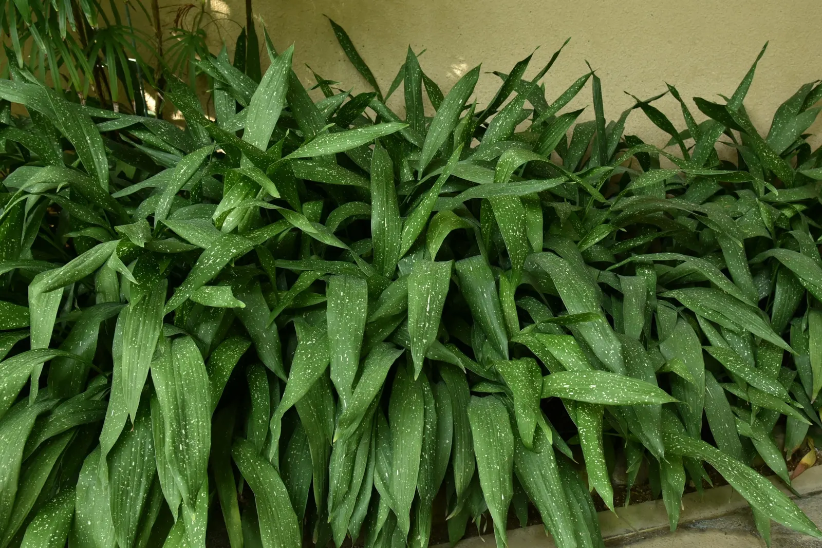 Cast Iron Plant (Aspidistra Elatior) — It's virtually immune to pests and diseases