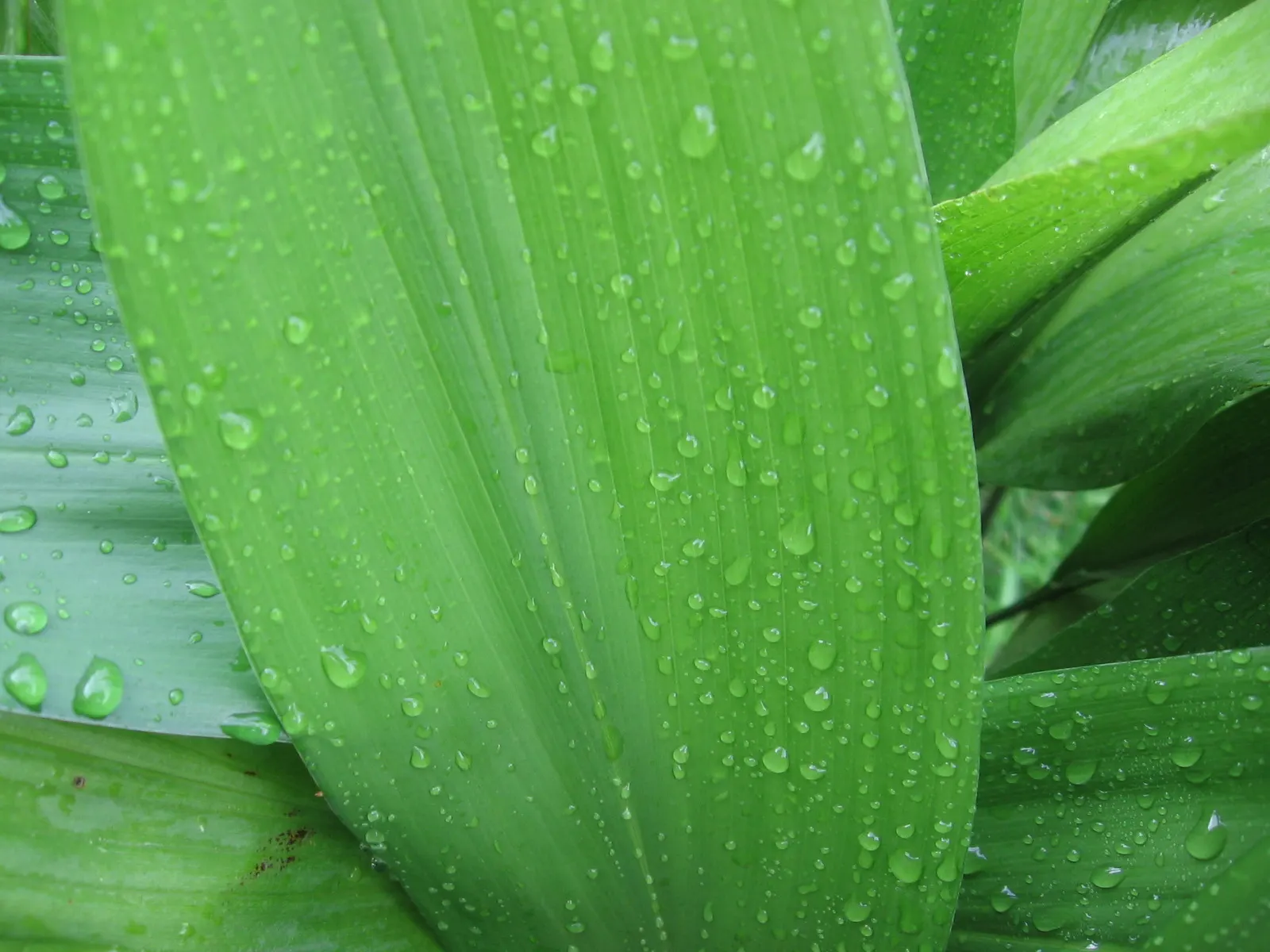 Cast Iron Plant (Aspidistra Elatior) — commonly known as the Cast Iron Plant; this slow-growing nature makes it easy to manage and ideal for novice gardeners