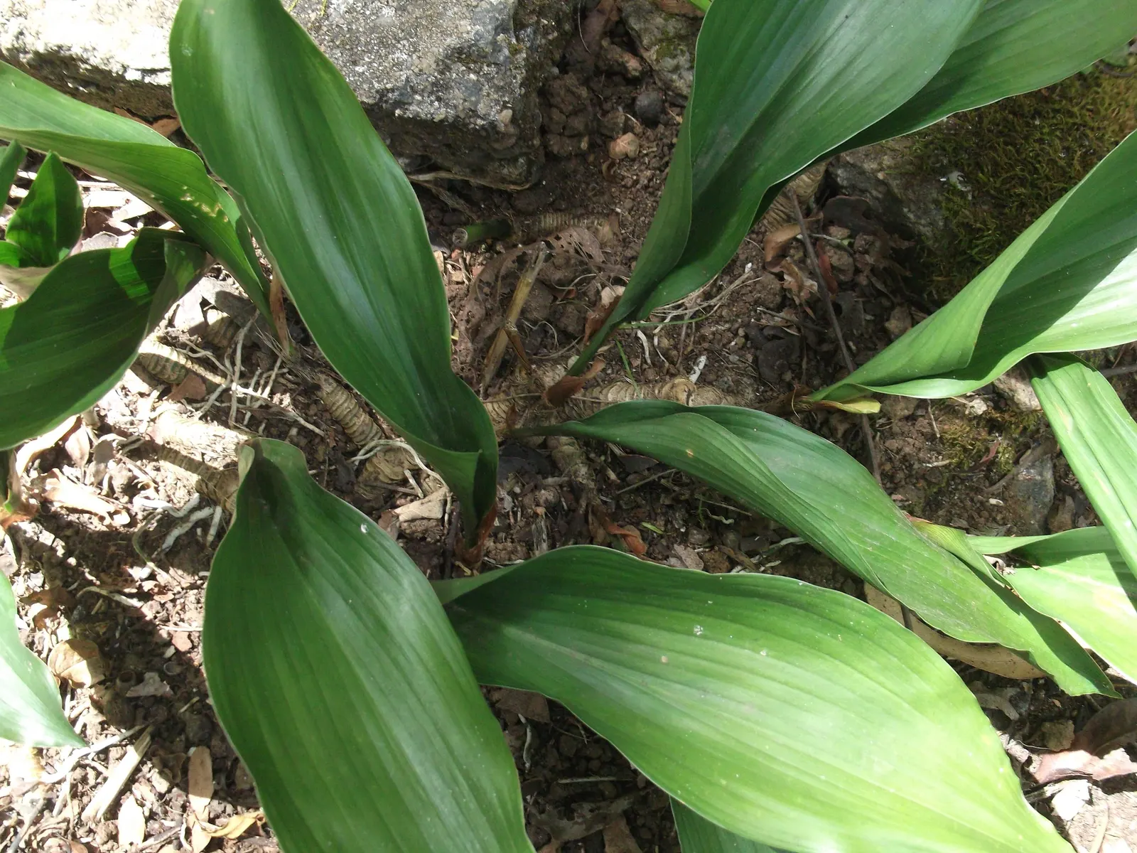 Cast Iron Plant (Aspidistra Elatior) — and it acts as a strong foundational plant; preferring shade to partial shade exposure