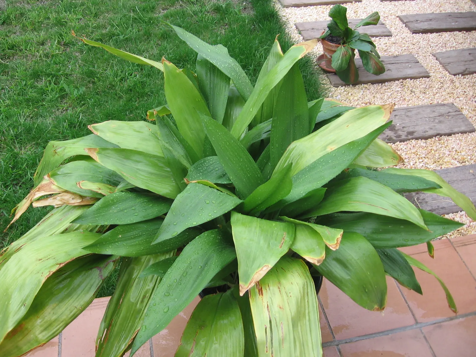 Cast Iron Plant (Aspidistra Elatior) — Minimal maintenance is required; it sustains itself with scant water once established