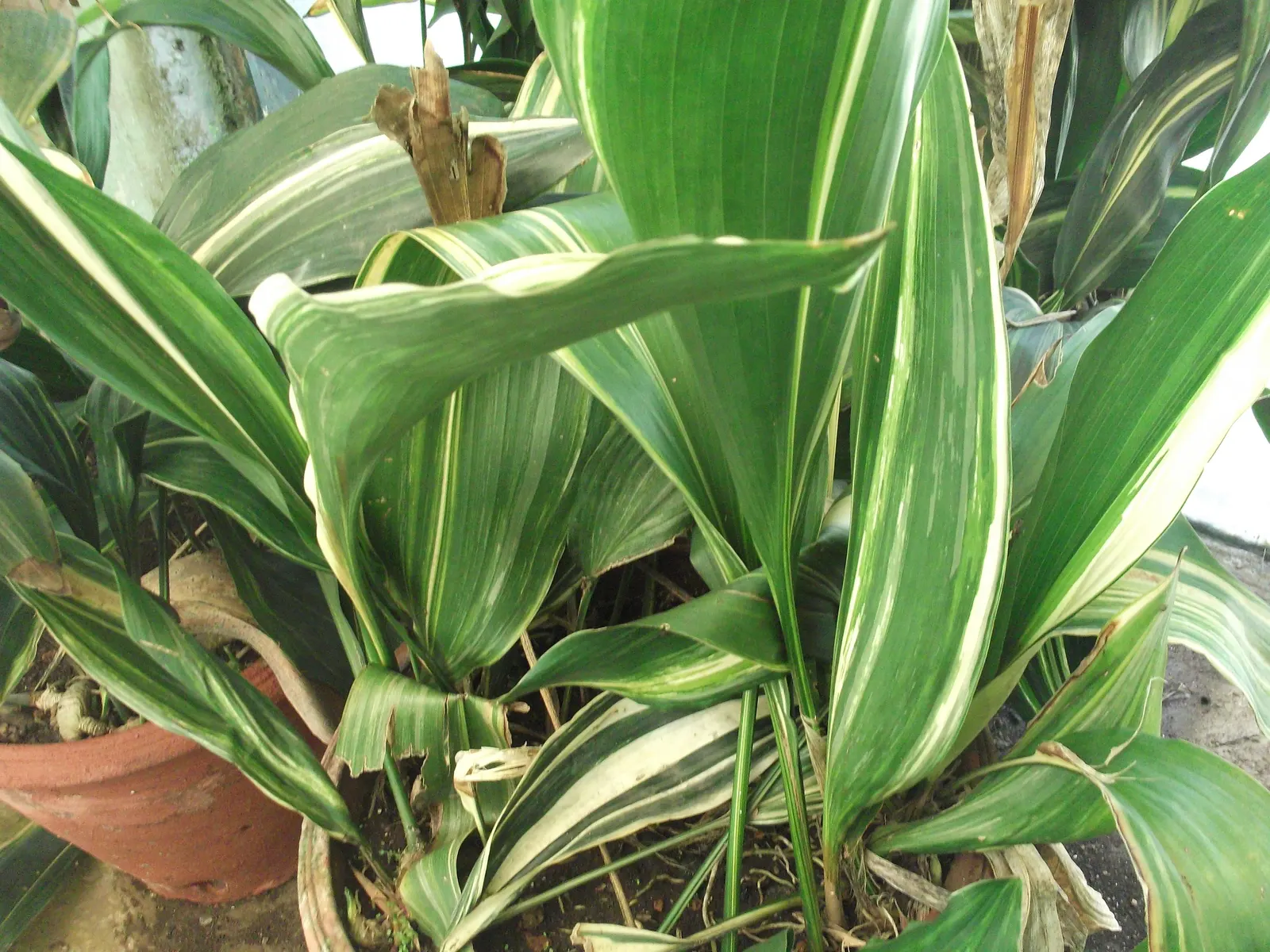 Cast Iron Plant (Aspidistra Elatior) — allowing it to form dense clusters that can stretch up to 2 feet wide