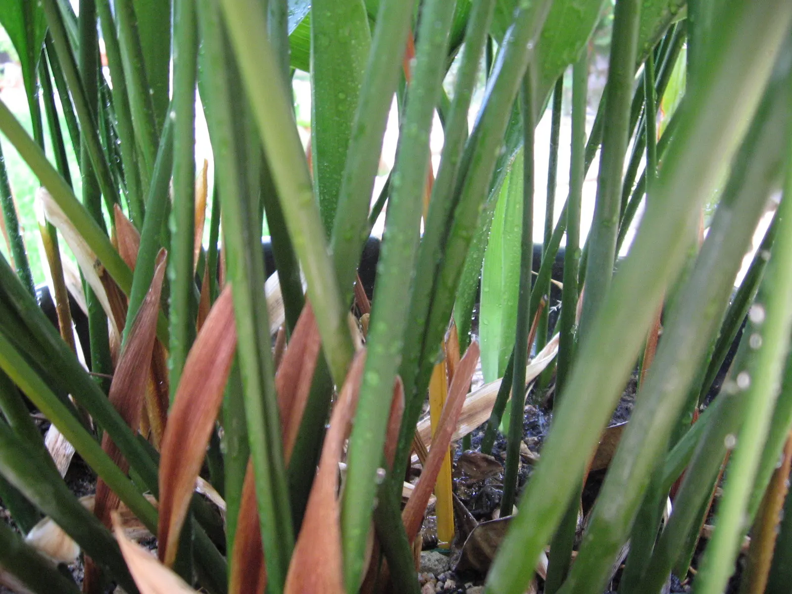 Cast Iron Plant (Aspidistra Elatior) — with a width of 4 to 6 inches.<br><br>Native to Japan and Taiwan; its robust nature resists pests
