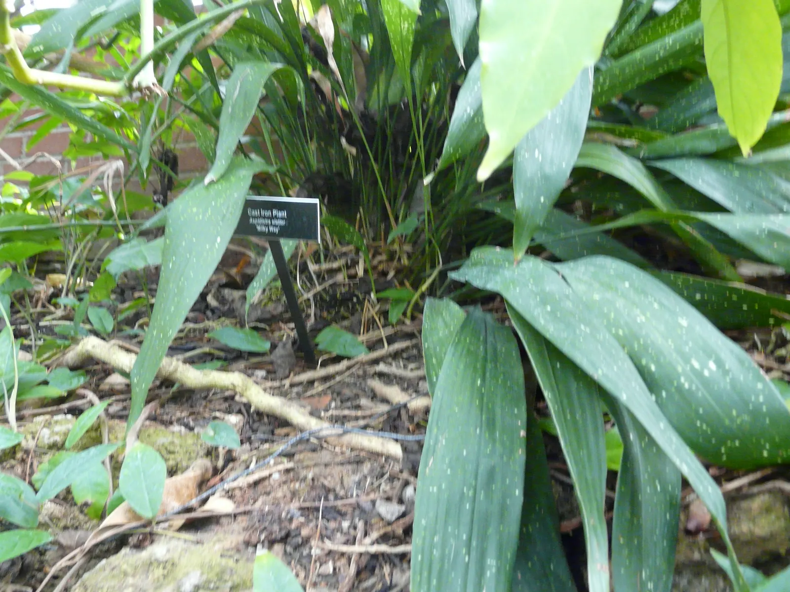 Cast Iron Plant (Aspidistra Elatior) — with its rhizomes slowly spreading underground; ensuring that it remains a steadfast component of your client's garden