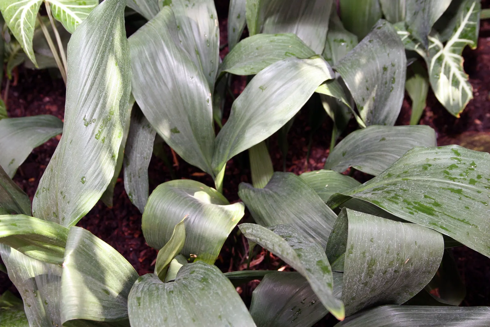 Cast Iron Plant (Aspidistra Elatior) — perennial for deep shade or shade